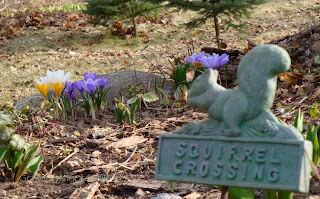 squirrel crossing crocus