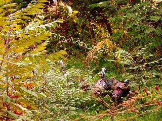 turkeys trotting in woods