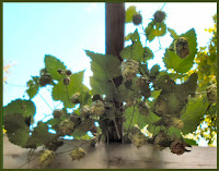 hops growing on trellis green and ripe photo image