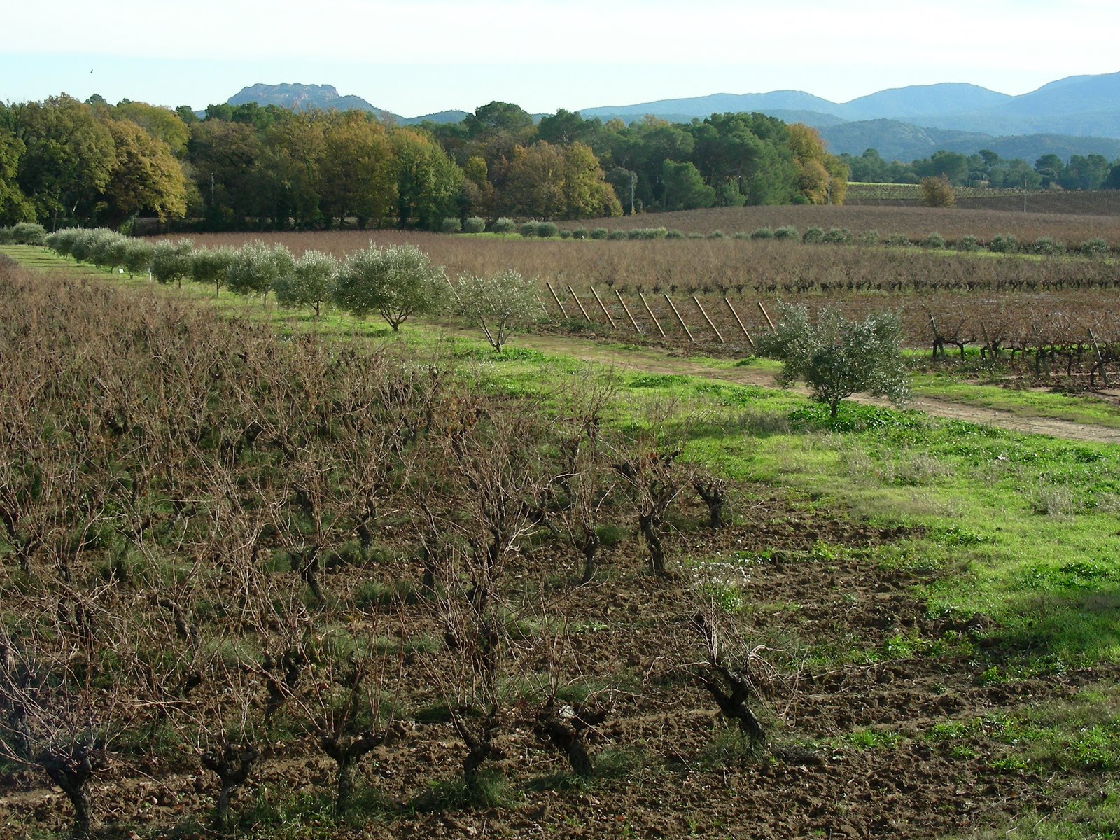 [Winery,+Aix-en-Provence,+Nice+026.JPG]