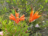 Esperance Wildflowers Chittick Lambertia inermis