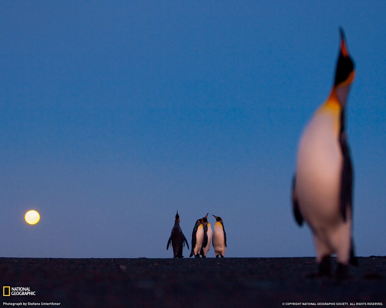 [king-penguins-1255963-092409-xl.jpg]