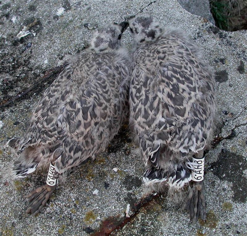 Guernsey Gulls Herring Gulls enjoying a good breeding season on Jethou