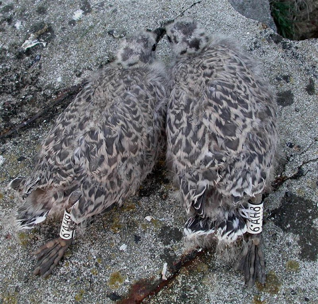 Guernsey Gulls Herring Gulls enjoying a good breeding season on Jethou