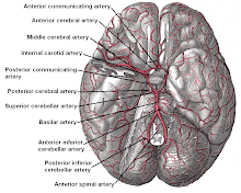 Arteries of the Brain from Base