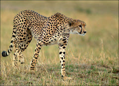 East African (Ethiopian Cheetah)