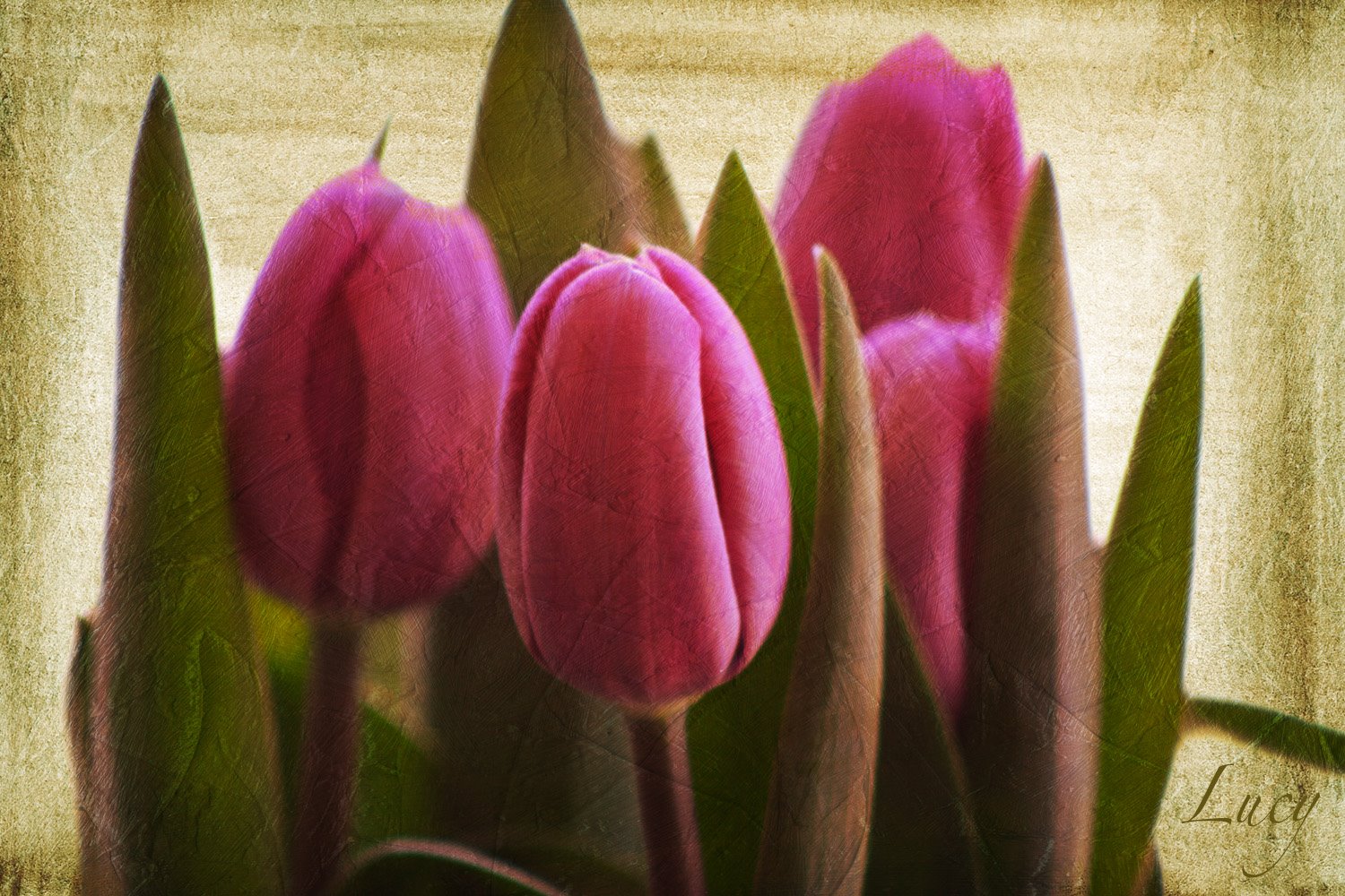 [087_Tulips.jpg]