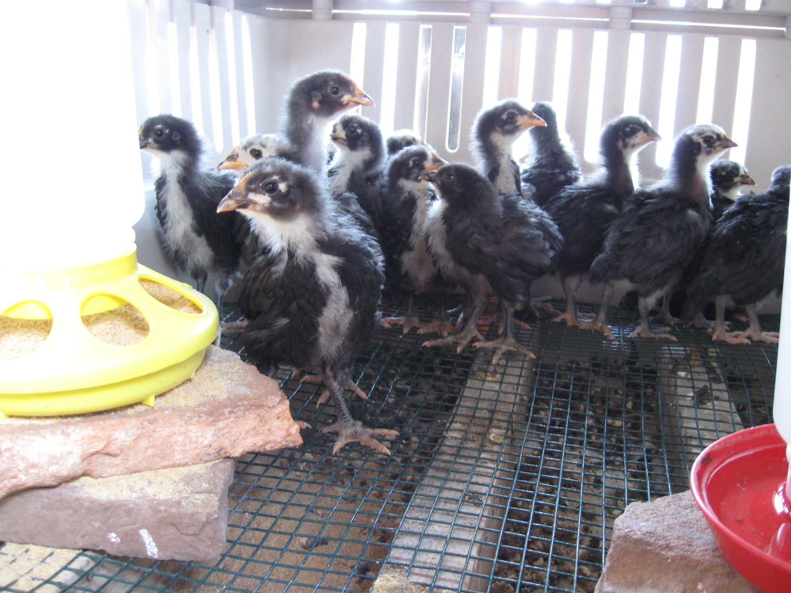 High Desert Home Garden New Gate for Chicken Run