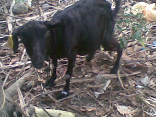 Pregnant Doe after almost a year.