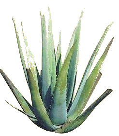 [aloe_big_transp.GIF]