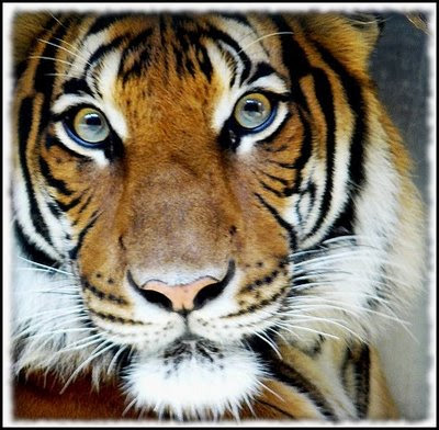 Fotografía de tigre