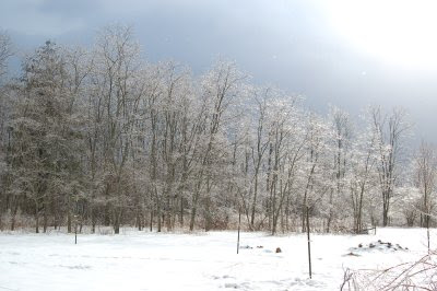 Valentine's Day Ice storm on Droop Mountain, 2007