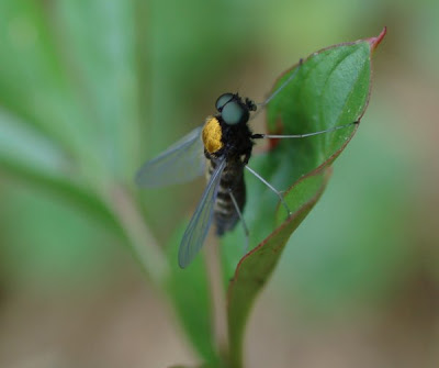 rhagionid fly, side view