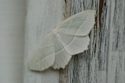 Pale moth