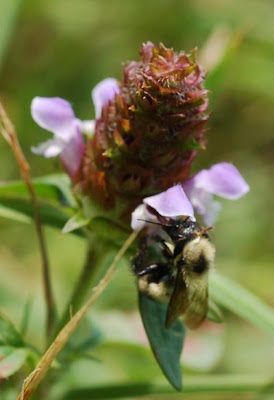 Prunella vulgaris, heal-all, with bumblebee