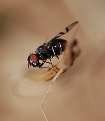 Tephritid fly, showing head and mouthparts
