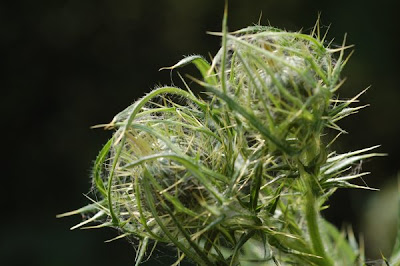 Thistle Buds