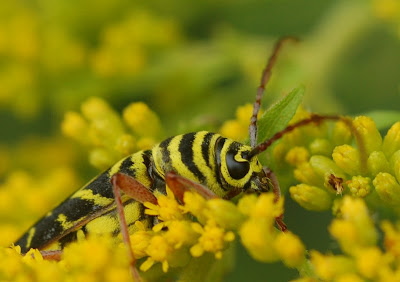 Locust Borer adult feeding on goldenrod flowers