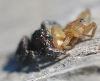 Salticid spider, showing eyes and fangs