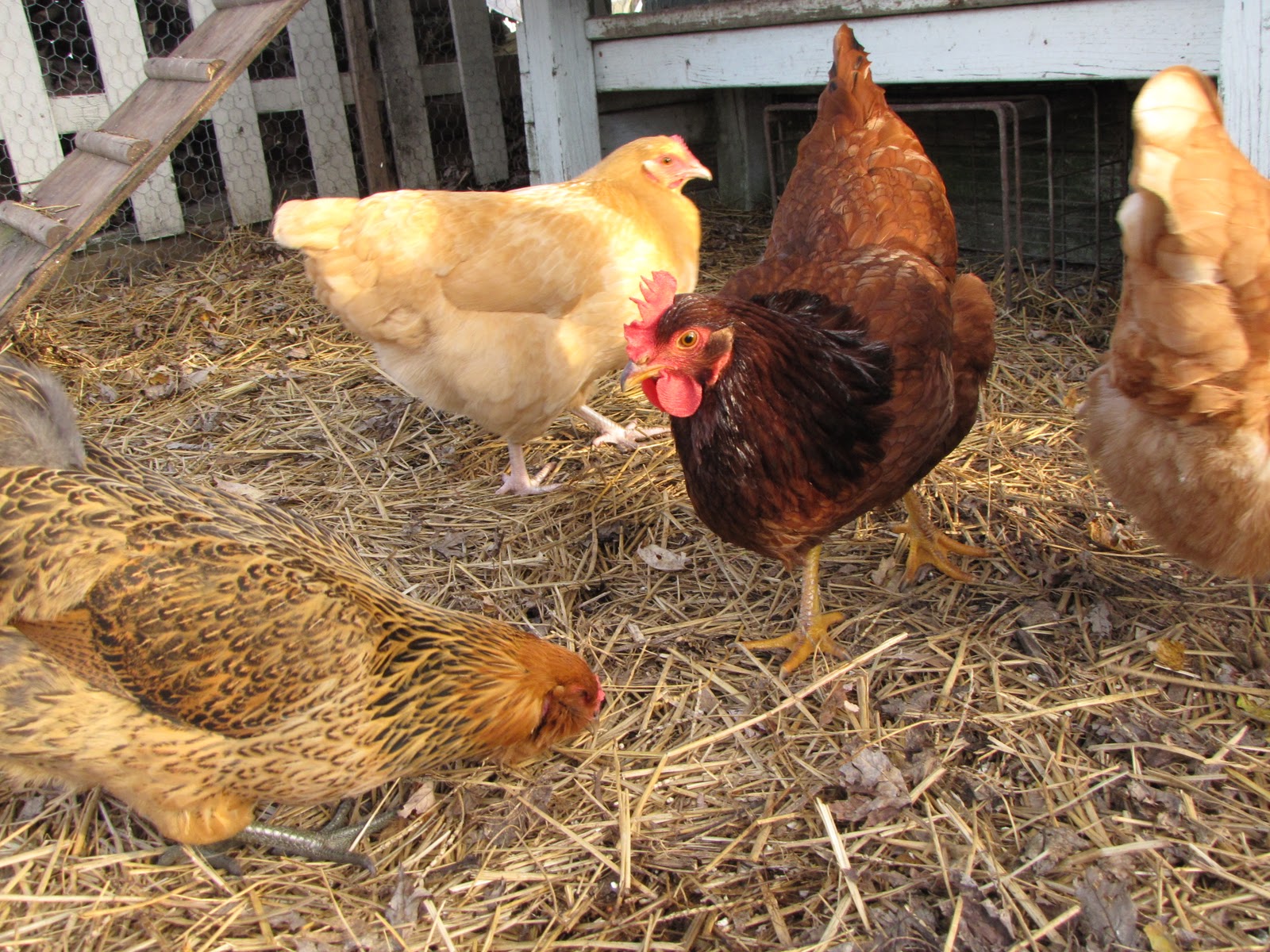 Tales from the Coop Keeper January in Review