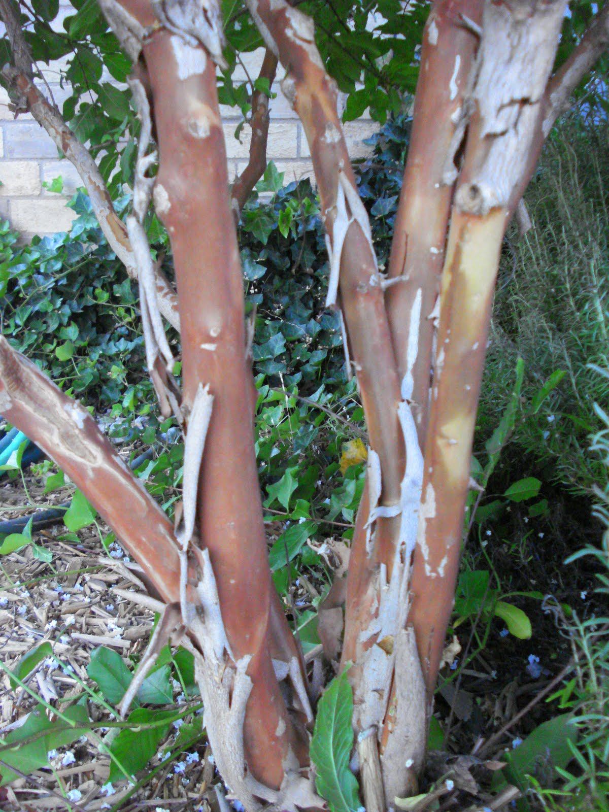 My Lubbock Garden Crape Myrtles