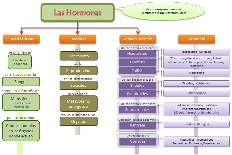 Esquemas, diagramas, gráficos y mapas conceptuales.: Las Hormonas