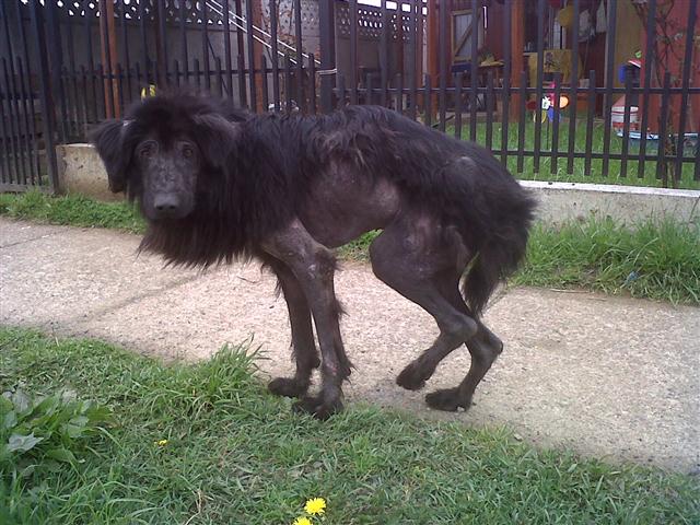 Perro+Kobo2+(Small).jpg
