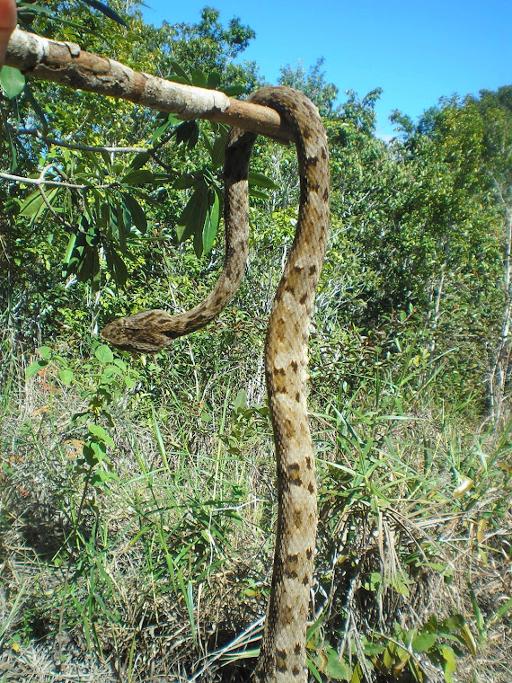 Jararaca