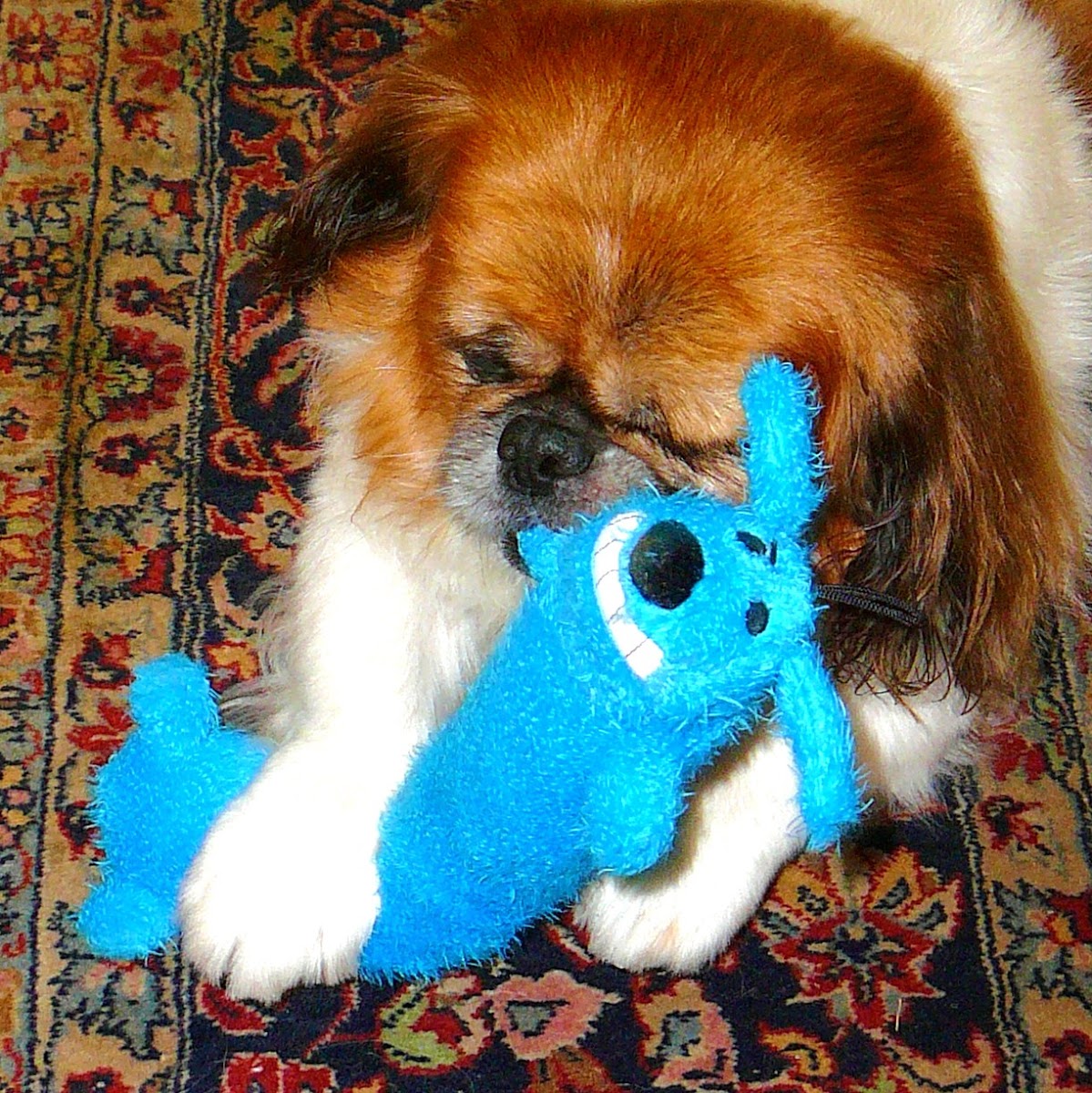 Tampa Daily Photo: Non-political Blue Dog