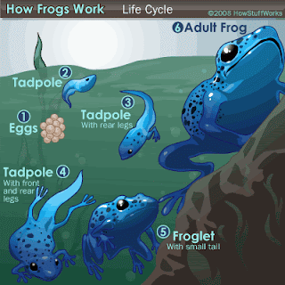 Nature @ its BEST!!!: Fascinating Frogs diagram of life cycle of orange tree 