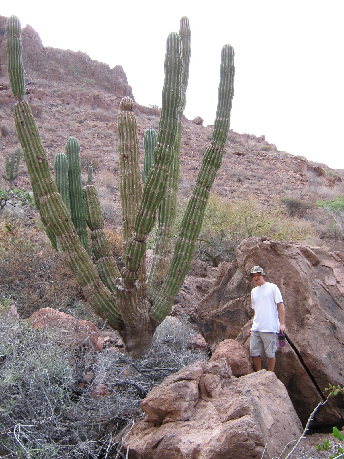 Beyond The Prickles Exploring The Language Of Cacti - 9jci1zq