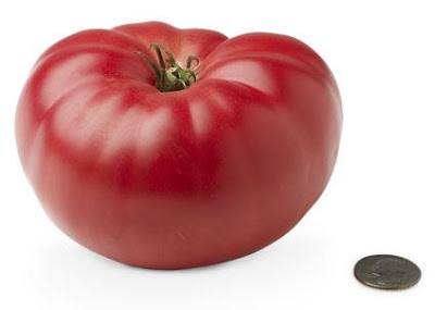 http://3.bp.blogspot.com/_KYH27OTWfLU/SDOXt156HyI/AAAAAAAAB-Y/gMAWbxbC8xo/s400/19-heirloom-tomato.jpeg