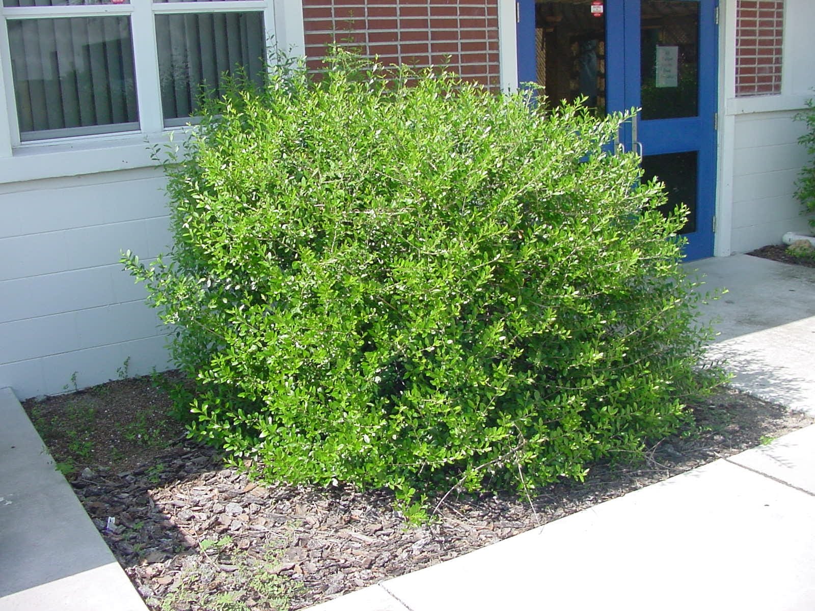 Outdoor Plan idea Pictures of landscaping hedges and shrubs