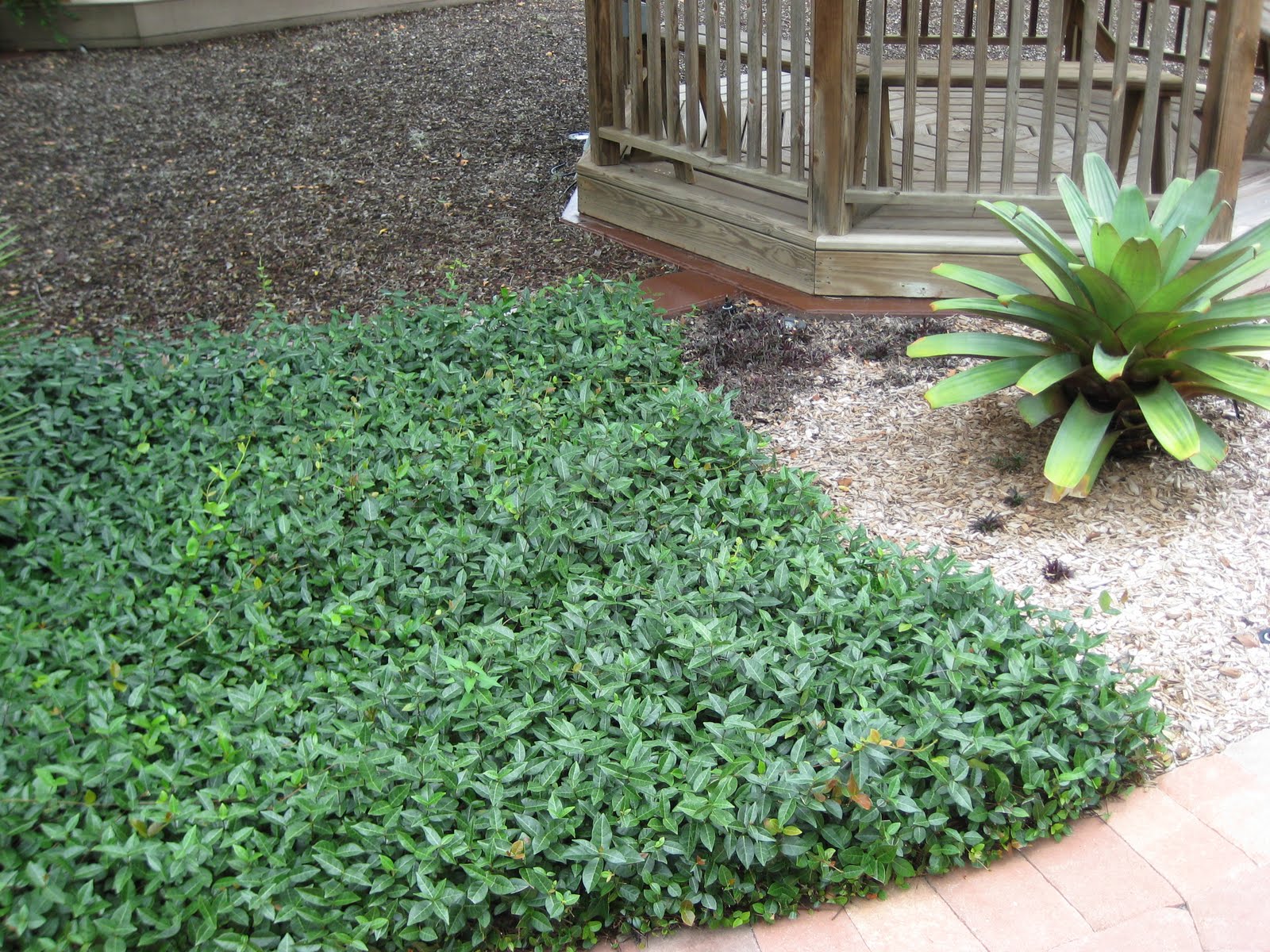 Fl ground cover plants
