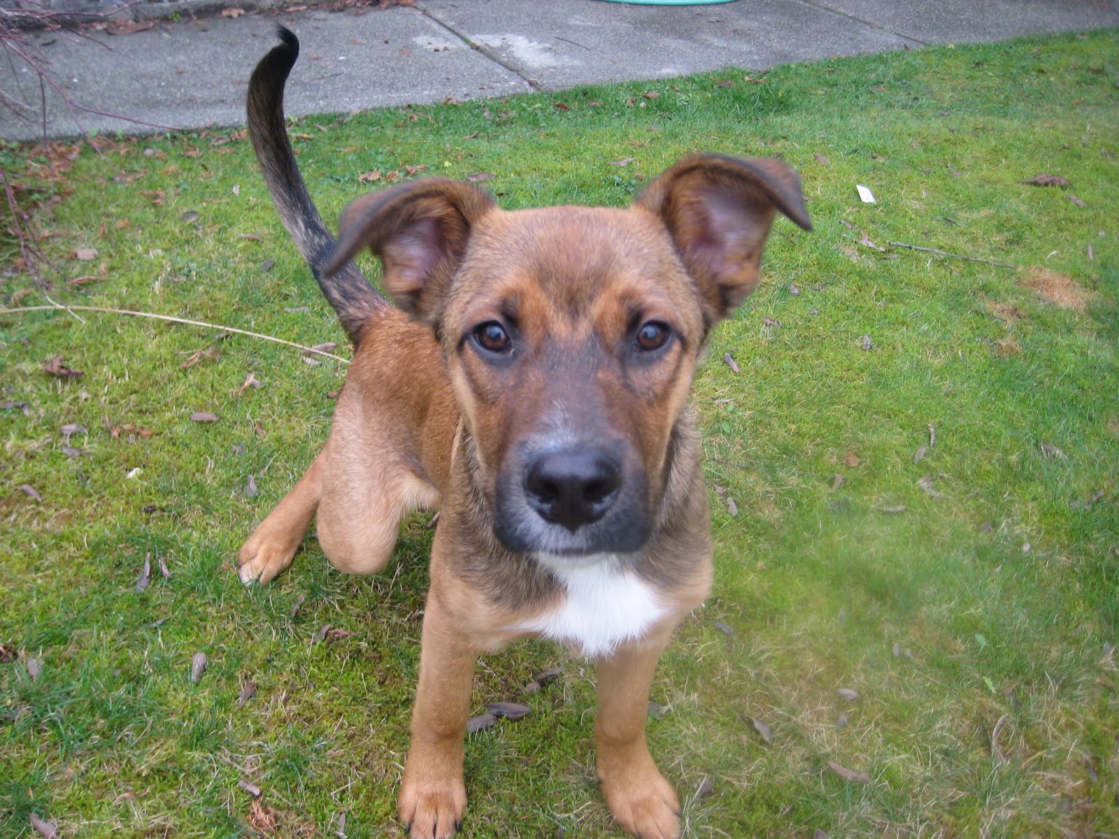 MuttsUnleashed Happy Adoption Day Beezer!