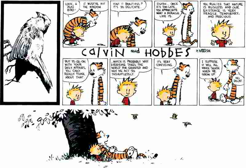 Calvin+and+Hobbes+dead+bird.jpg