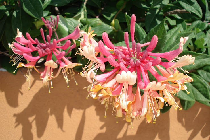 Cool flower in various stages of opening