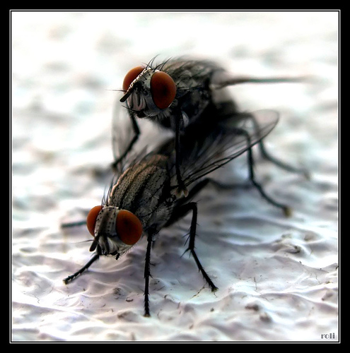 [moscas+amor.jpg]