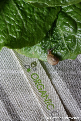 Organic salad, organic cotton tablecloth and snail