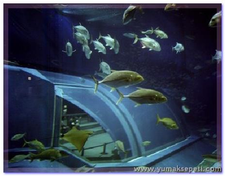 [okinawa_churaumi_aquarium_24.jpg]