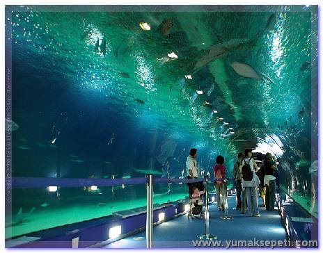 [okinawa_churaumi_aquarium_27.jpg]