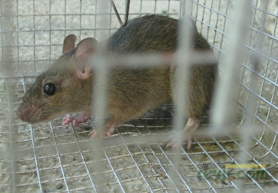 World's Largest Rodent Grossed me out - Reyjr.com