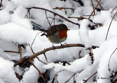 Petirrojo%2Bnieve.jpg