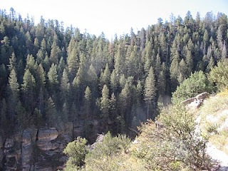 Forested Slopes of Walnut Canyon