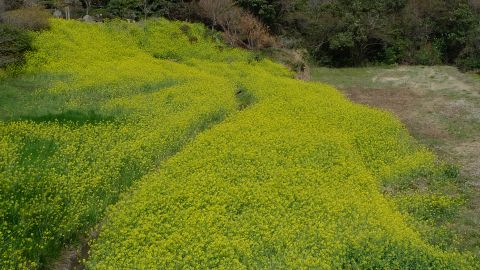 菜の花