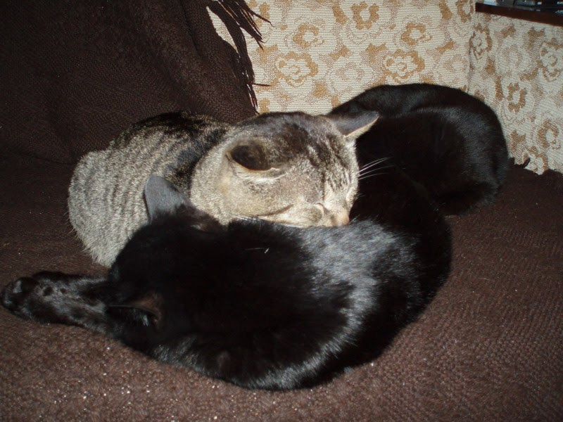 Blogul Simonei: Motani. Poze