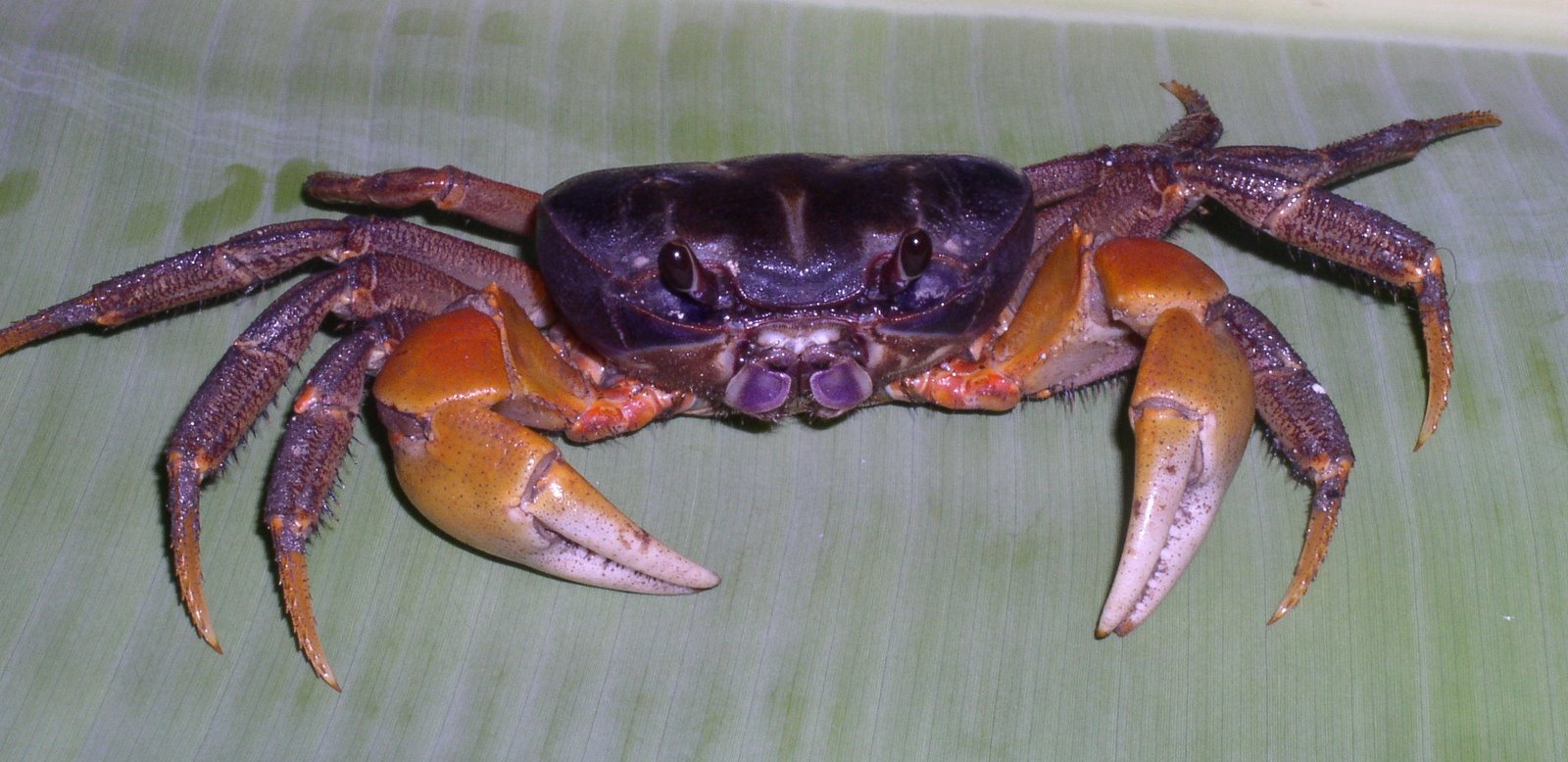 Notes From A Small Island Crabs That Made It Out Of Water