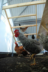 extraordinary catastrophe everyday coop chicken enlarge archinect arch