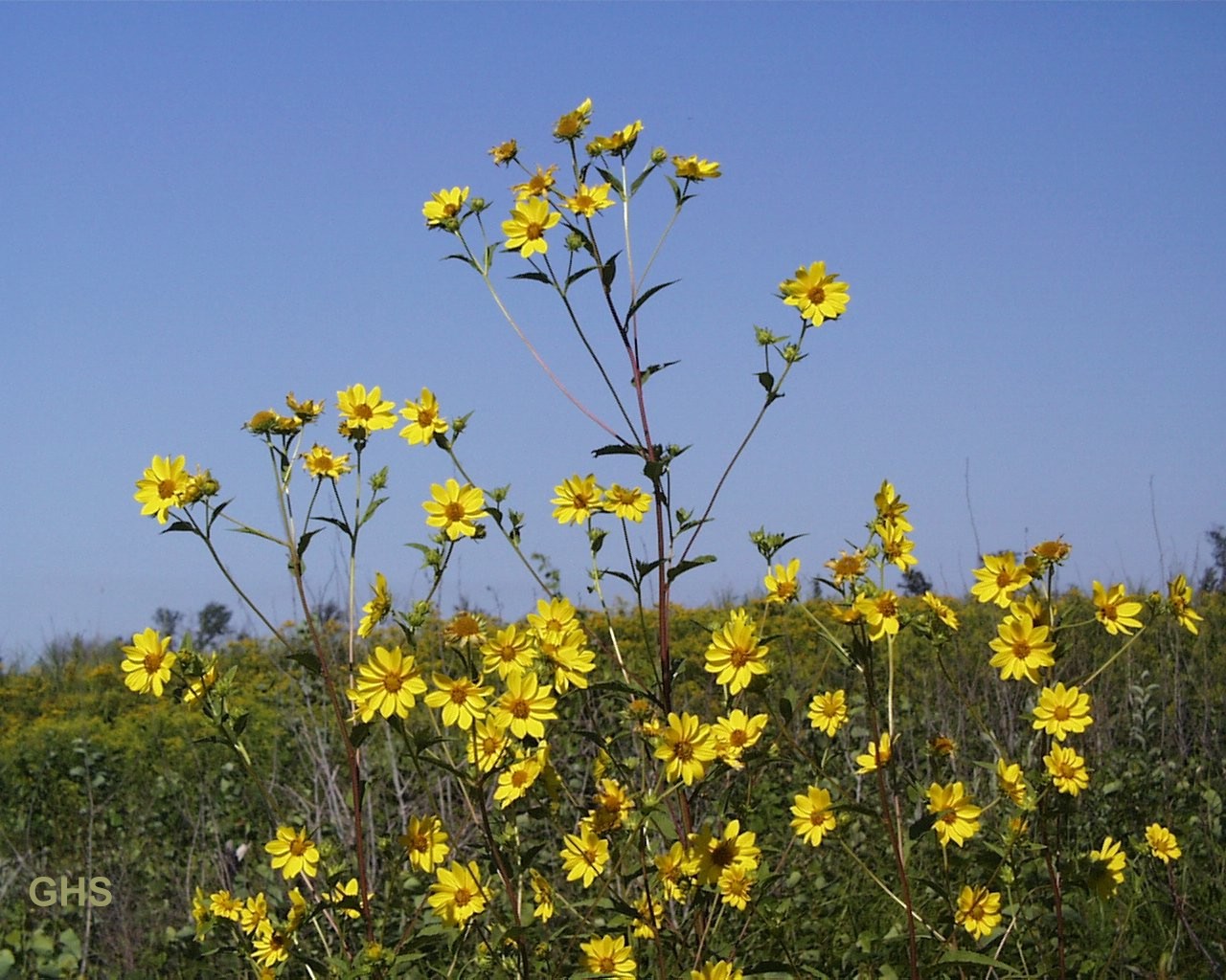 species-tall-sunflower