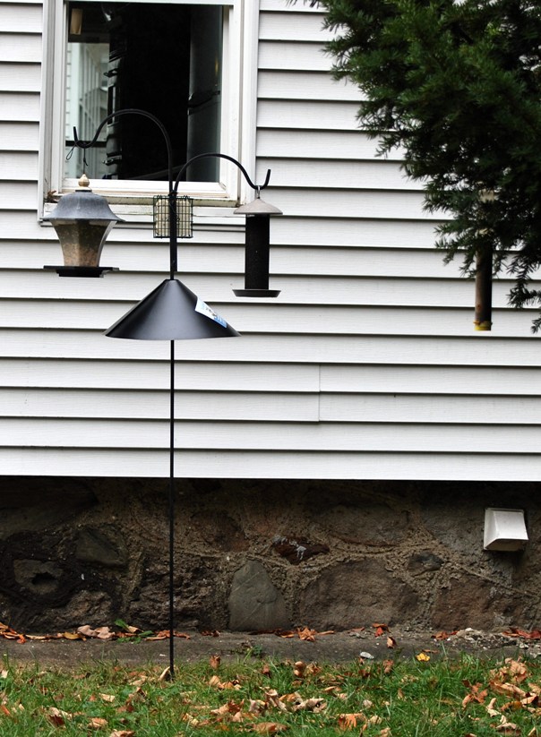 Kathie's Birds Feeder Birds in Massachusetts